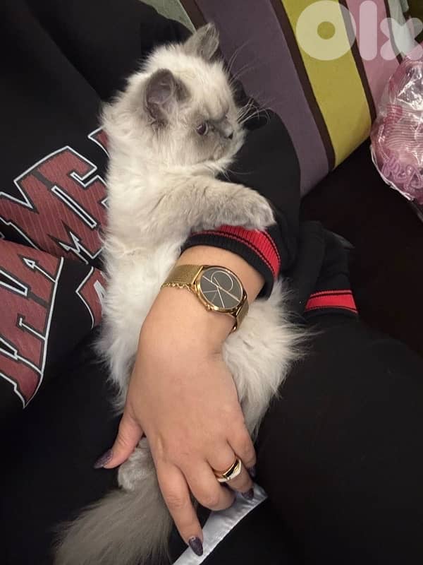 himalayan bristish 6