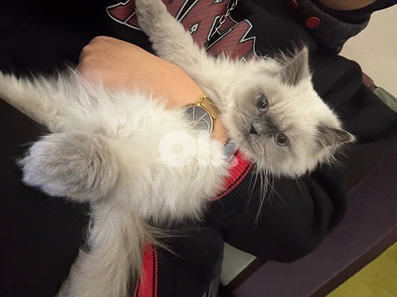 himalayan bristish 7