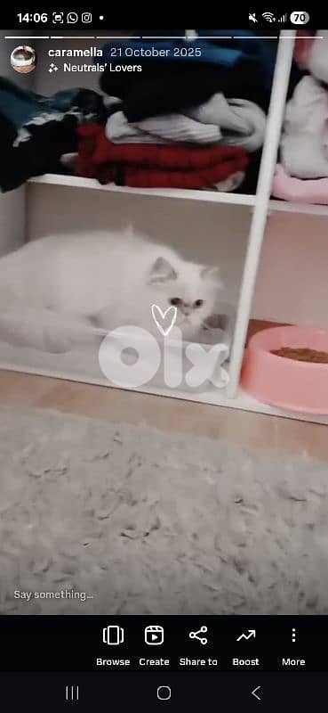 himalayan ukranian cat