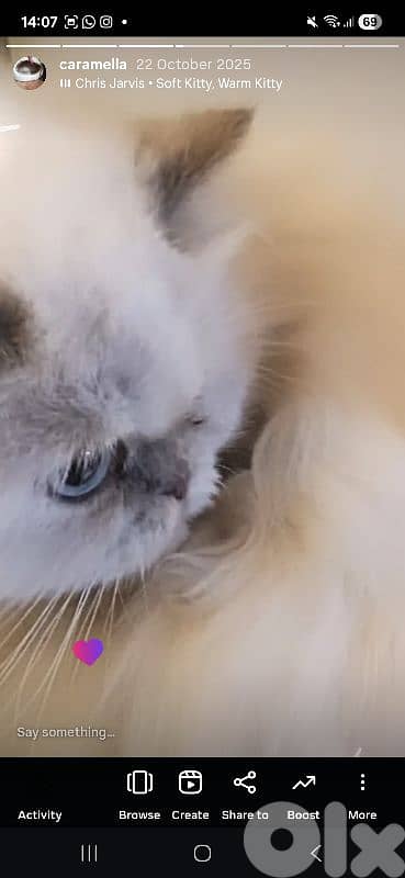 himalayan ukranian cat 1