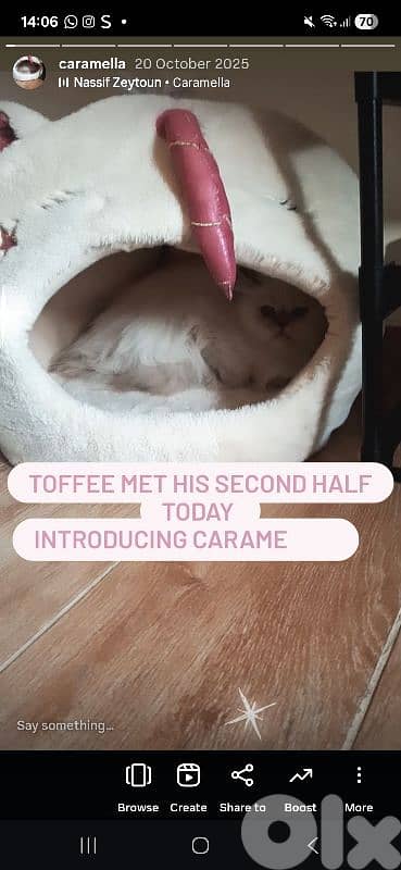 himalayan ukranian cat 2