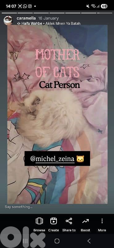 himalayan ukranian cat 4