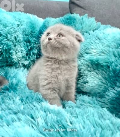 Cute small Scottish Fold kitten available in store & delivery