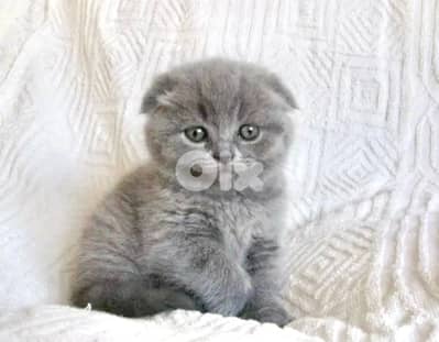 Scottish Fold cute kitten small delivery available