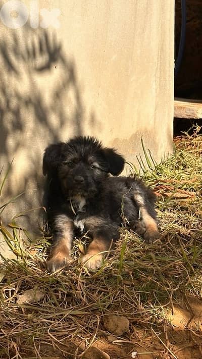 puppies mother bichon