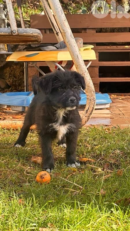 puppies mother bichon 1