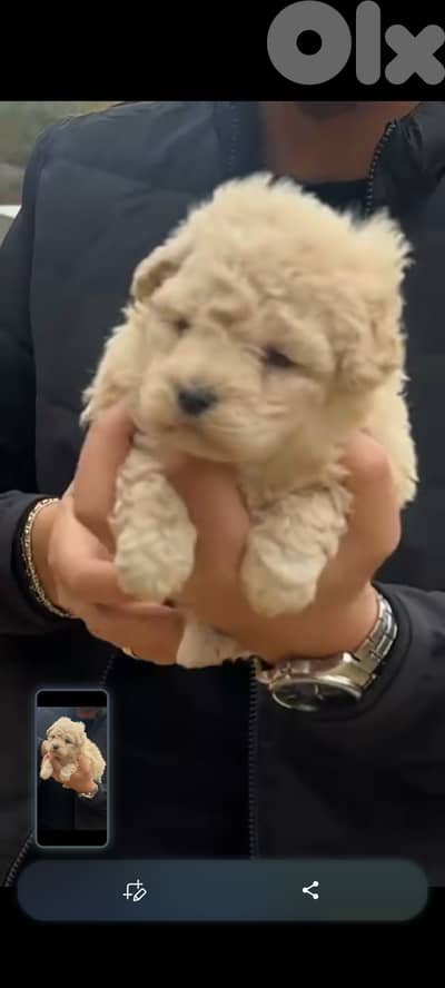 matipoo female puppy