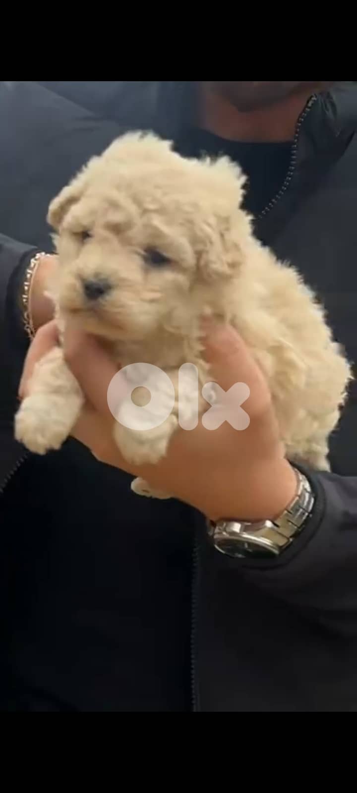 matipoo female puppy 1