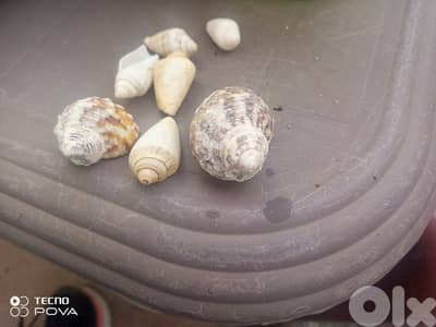 بيروت والجنوب