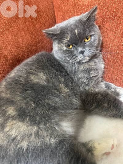 عين الرمانة شارع ريمون غزالي