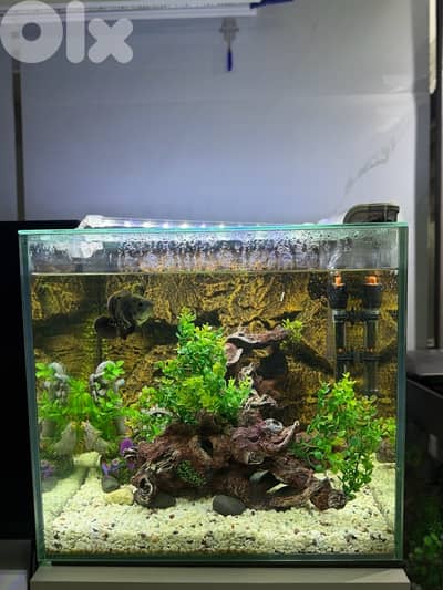 aquarium for sale