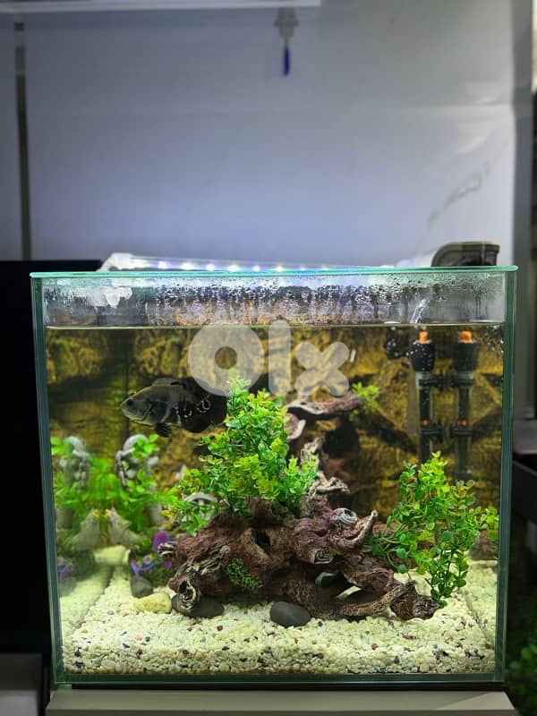 aquarium for sale 1