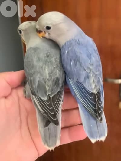 أجمل أوبلاين روز فروخ تزقيم ترباية بيت طبعاً