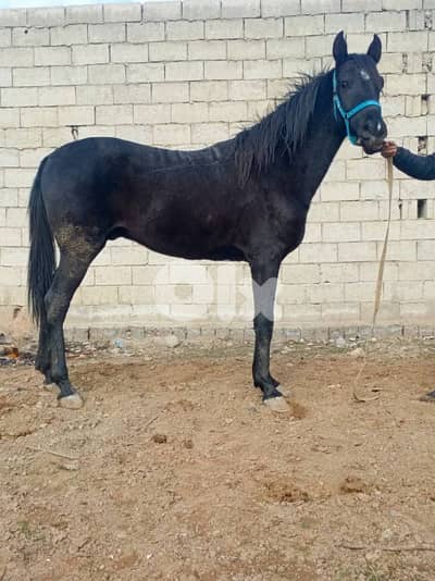 عكار وادي خالد