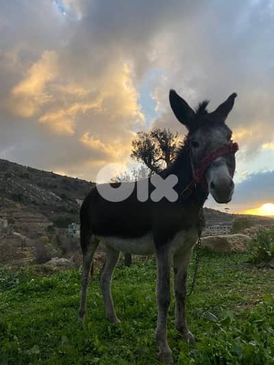 Donkey/حمارة FEMALE