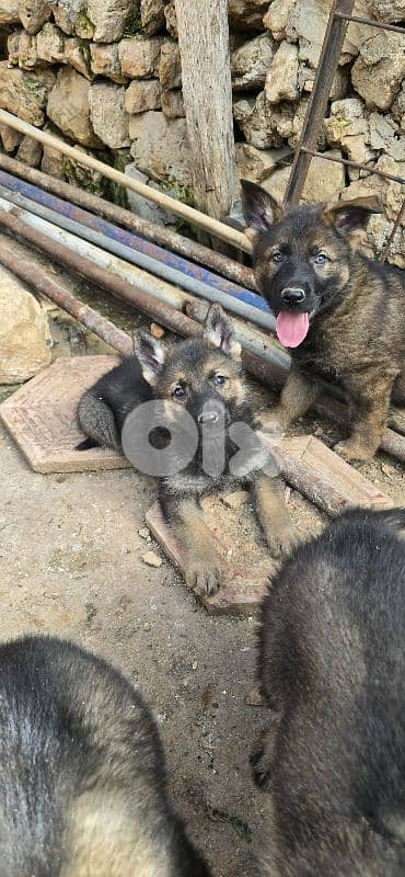 Puppies German shepherd  working sable