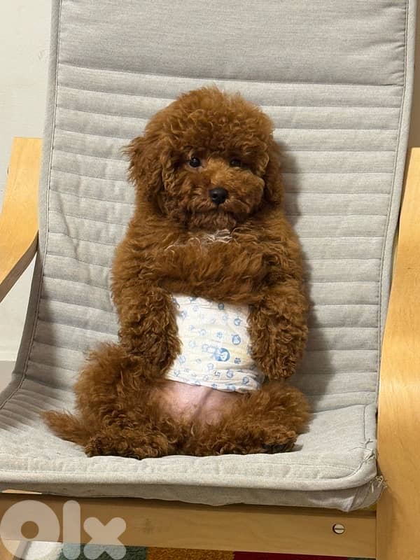 toy poddle 4
