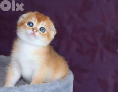 Scottish Fold Golden Chinchilla kitten