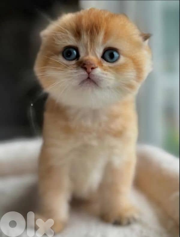 Scottish Fold Golden Chinchilla kitten 2