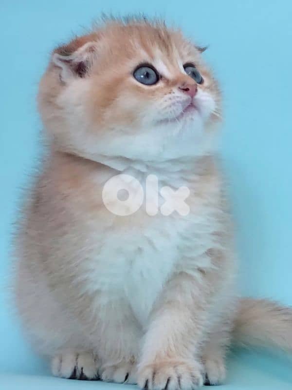 Scottish Fold Golden Chinchilla kitten 3