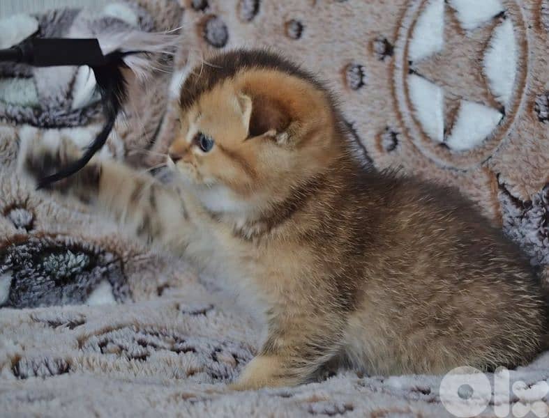 Scottish Fold Golden Chinchilla kitten 4