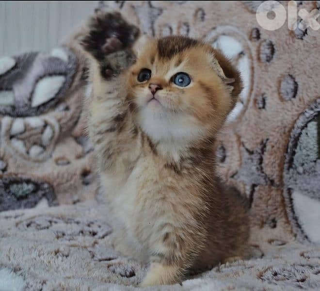 Scottish Fold Golden Chinchilla kitten 5