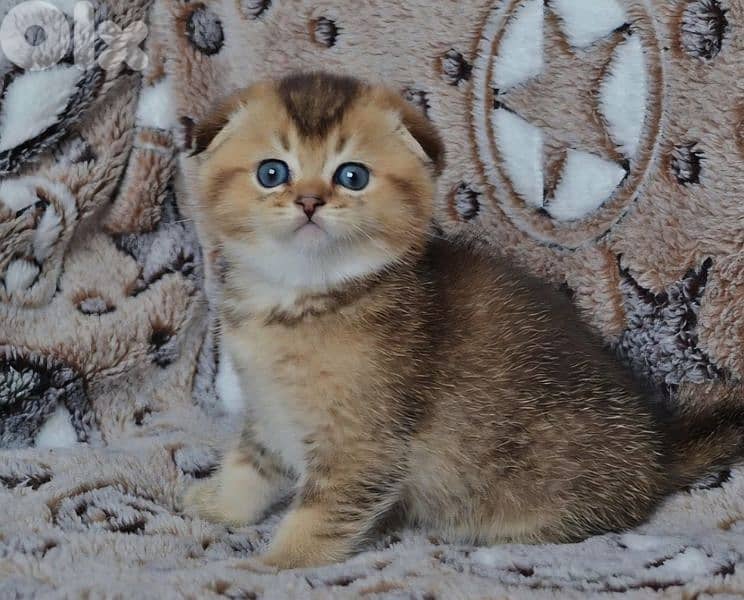Scottish Fold Golden Chinchilla kitten 6