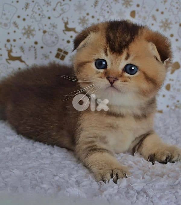 Scottish Fold Golden Chinchilla kitten 7