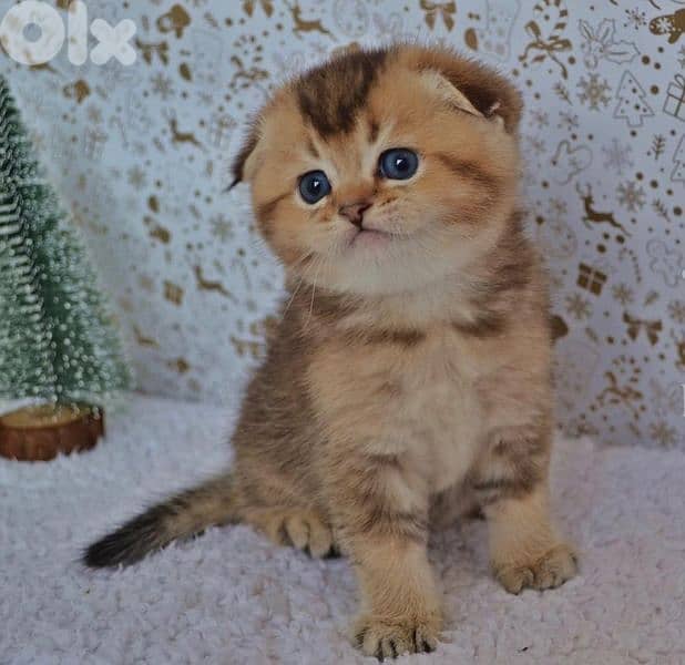Scottish Fold Golden Chinchilla kitten 8