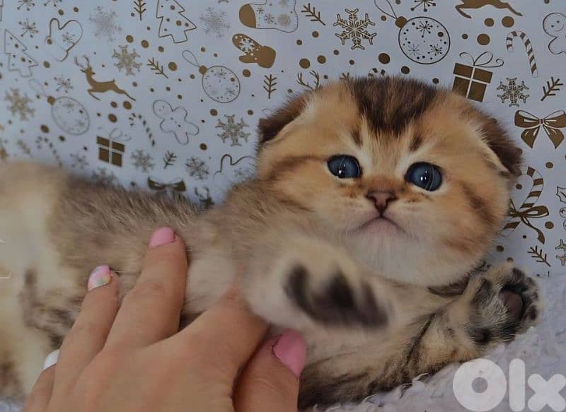 Scottish Fold Golden Chinchilla kitten 9