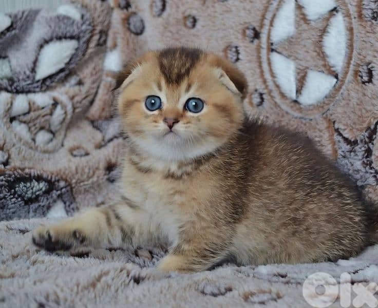 Scottish Fold Golden Chinchilla kitten 10