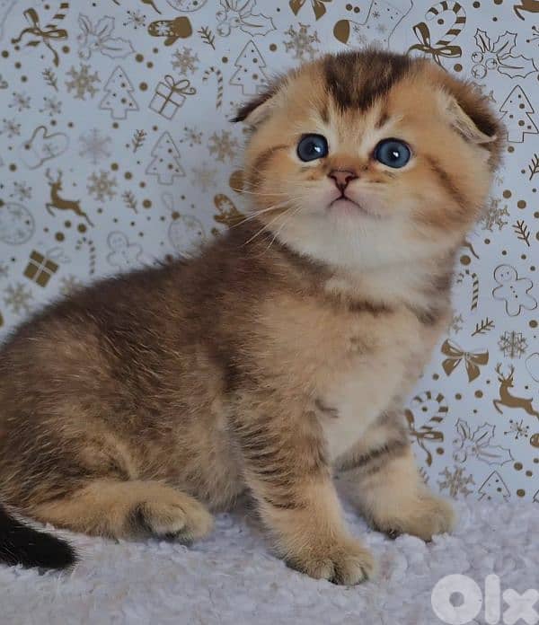 Scottish Fold Golden Chinchilla kitten 11