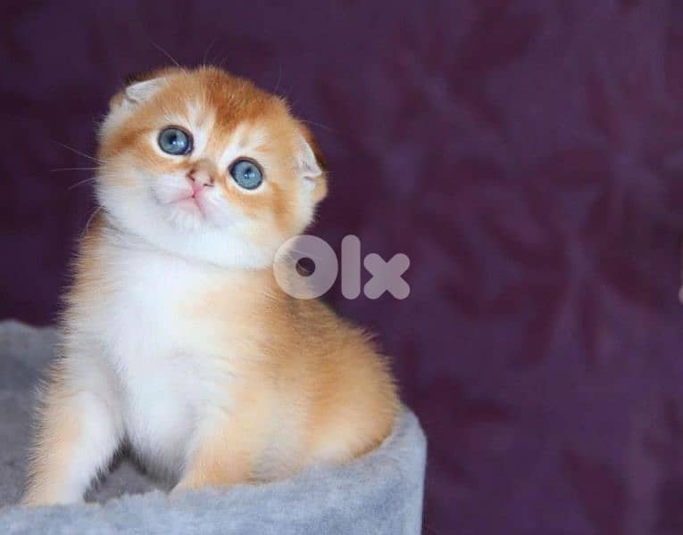 Scottish Fold Golden Chinchilla kitten 12