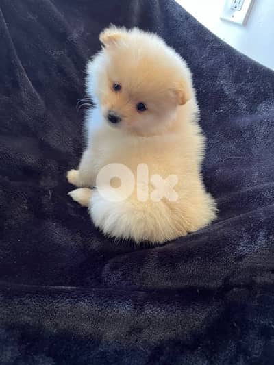 Pomeranian Spitz teacup Brown pure breed Delivery Dog كلاب