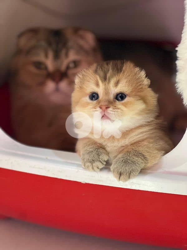 Scottish Fold Golden Chinchilla kitten 13