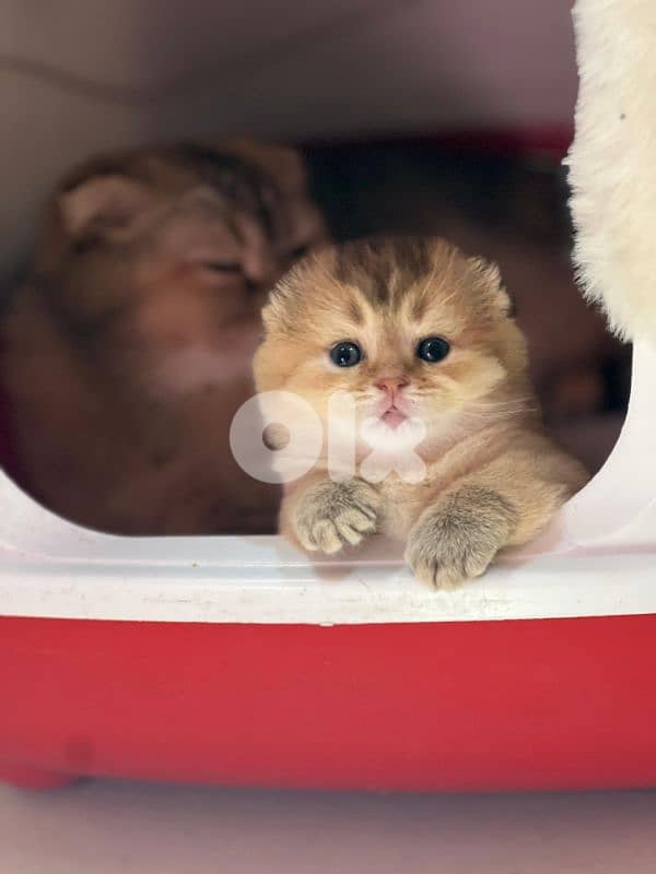 Scottish Fold Golden Chinchilla kitten 14