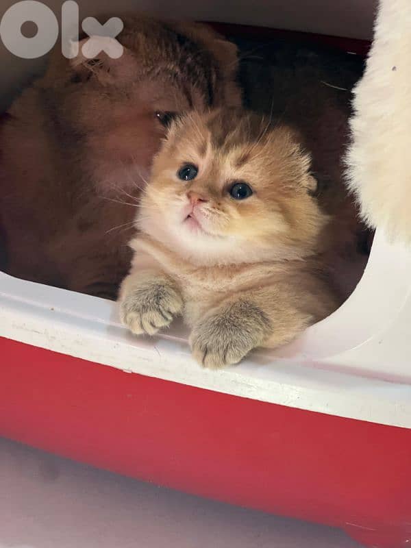 Scottish Fold Golden Chinchilla kitten 15
