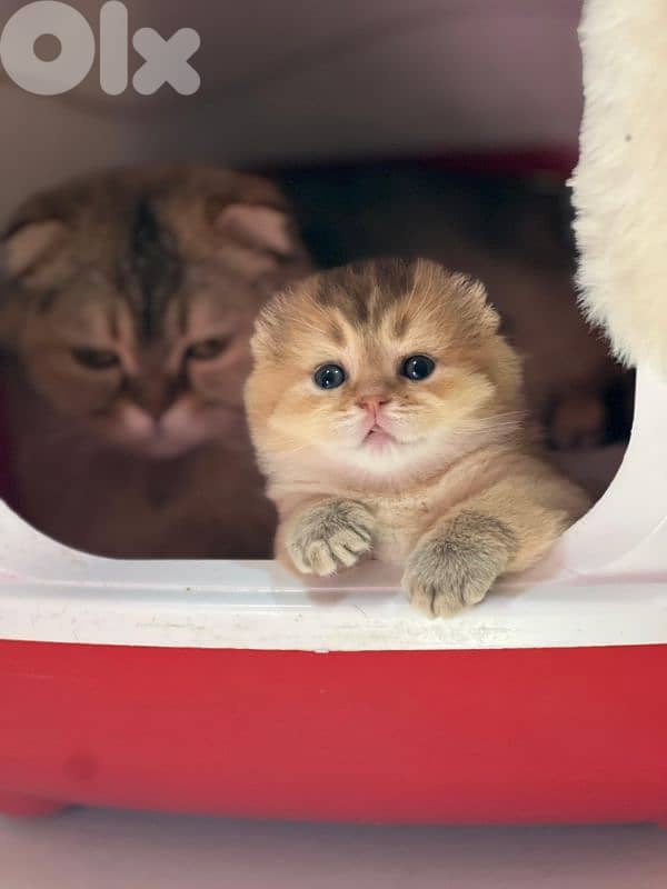 Scottish Fold Golden Chinchilla kitten 16