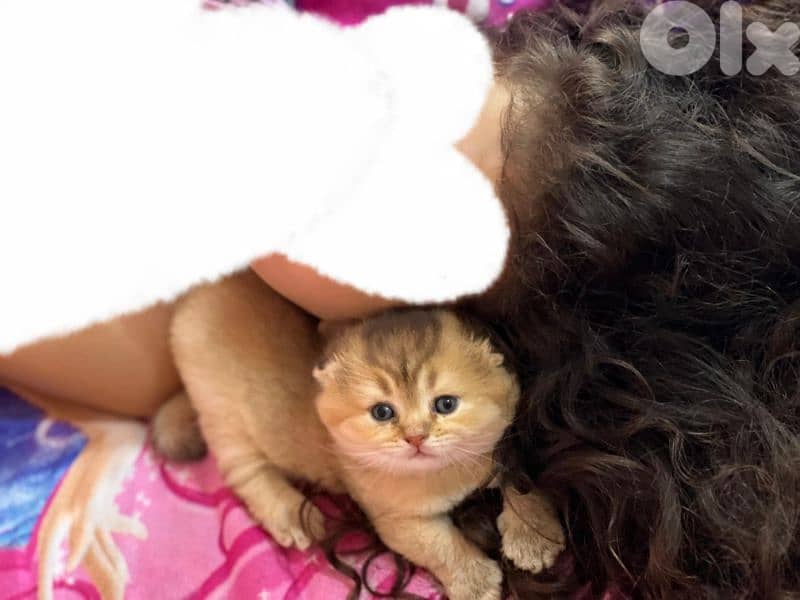 Scottish Fold Golden Chinchilla kitten 17
