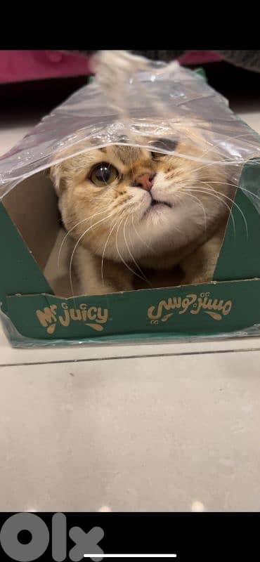 Scottish Fold Golden Chinchilla kitten 18