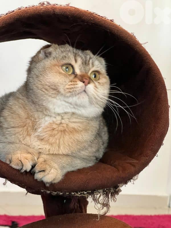 Scottish Fold Golden Chinchilla kitten 19