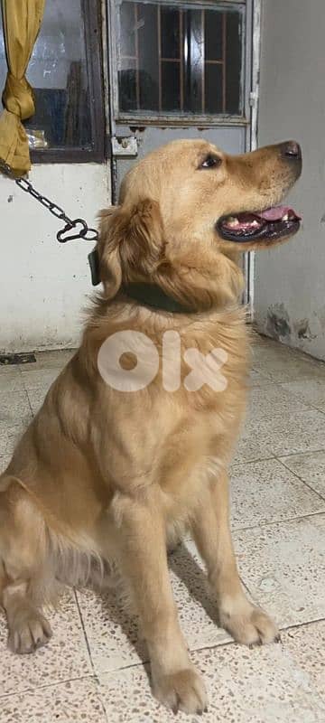 male golden retriever 2 years 70093436