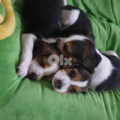 Beagle Puppy كلب بيغل