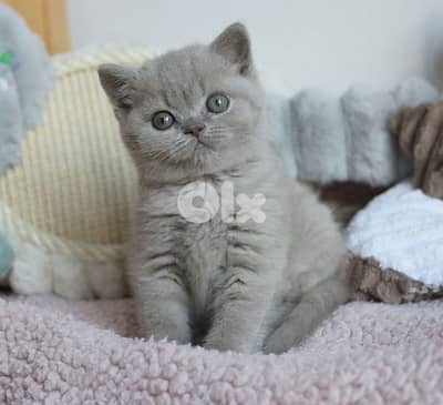 British Kitten Lilac shorthair Delivery