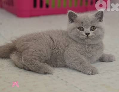 British Shorthair Lilac Kitten (we deliver)
