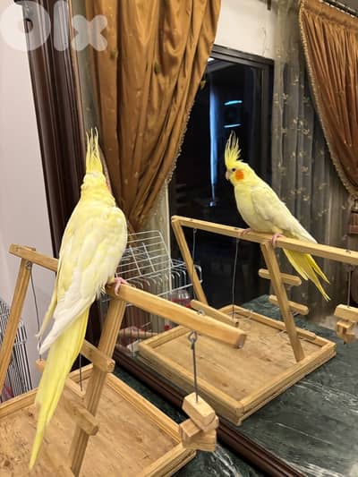 لاتينو طفرة سوبر ترويض ذكر صحة ممتازة