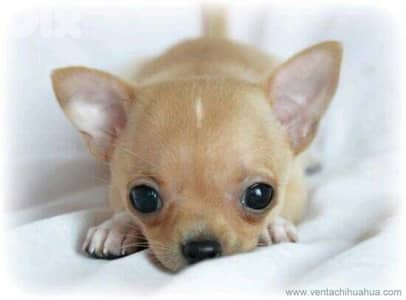 Adorable Tiny Micro Mini Chihuahua puppy / dog / كلاب / Delivery