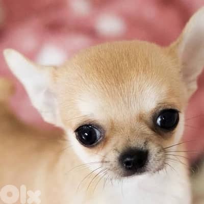 Small Mini Chihuahua puppy imported delivery