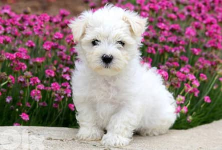 Maltese Bichon