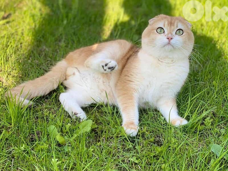 ‏golden shanshela 1